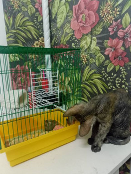 Кого из животных вы содержите? Фото приветствуется. - IMG20240821205544.jpg