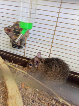 Кого из животных вы содержите? Фото приветствуется. - IMG20240822131911.jpg