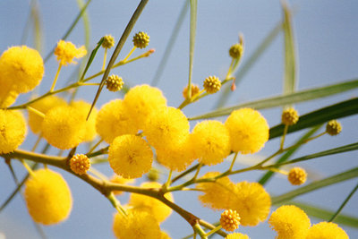 Аватарки. Наши интернет-лица - 0a09a5a0892ff7fdd3b369bcebef89cf.jpg