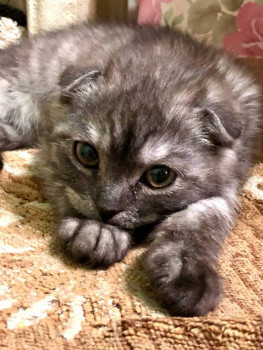 Клуб фелинологов-любителей  - 1725896405416.jpg