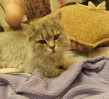 "Такая вот грустинка"