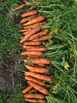 Садово-огородные дела. - XKziAhU7m9k.jpg