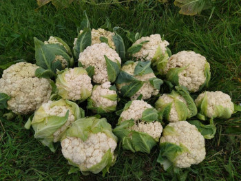 Садово-огородные дела. - oZrFu2YEiGo.jpg