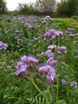 Декоративные садовые растения. - 1726933249330.jpg