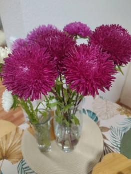 Декоративные садовые растения. - 1726933111991.jpg