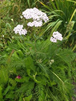 Декоративные садовые растения. - 1726933112000.jpg