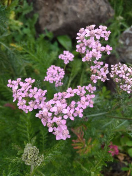 Декоративные садовые растения. - 1726933112010.jpg