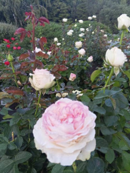 Поговорим о погоде - IMG_20240920_184345_050.jpg