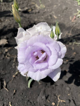 Декоративные садовые растения. - IMG_6293.jpeg