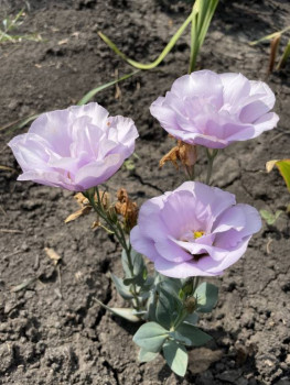 Декоративные садовые растения. - IMG_6687.jpeg