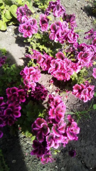 Мои комнатные растения. - IMG_20240709_100313_109.jpg