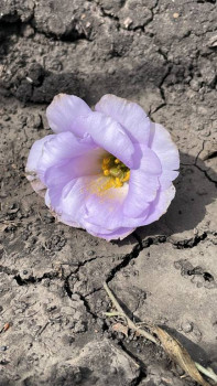 Декоративные садовые растения. - 0A6A6F10-CD2A-42FC-86BF-331C21E624CC.jpeg