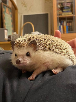 Кого из животных вы содержите? Фото приветствуется. - IMG-20240926-WA0000.jpg