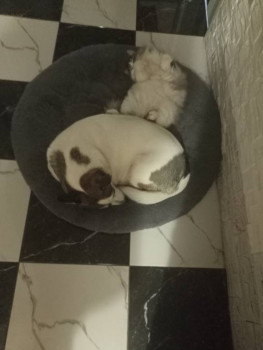 Кого из животных вы содержите? Фото приветствуется. - IMG20240922125217.jpg