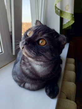 Клуб фелинологов-любителей  - IMG-20241019-WA0004.jpg