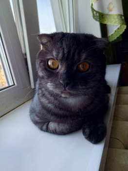 Клуб фелинологов-любителей  - IMG-20241019-WA0003.jpg