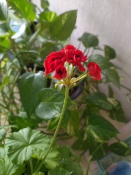 Мои комнатные растения. - IMG_20241020_150234.jpg