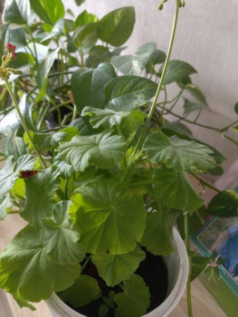 Мои комнатные растения. - IMG_20241020_150244.jpg