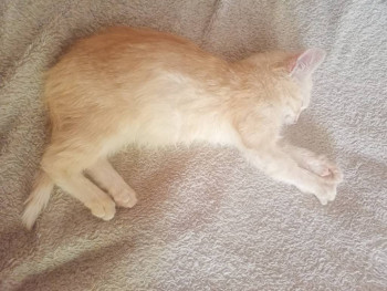 Клуб фелинологов-любителей  - IMG20241023122944.jpg