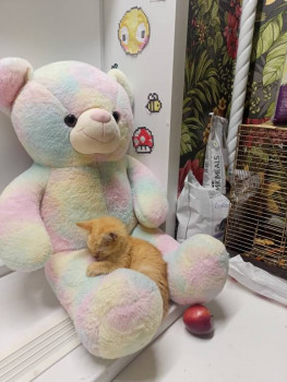 Клуб фелинологов-любителей  - IMG20241017175444.jpg