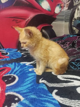 Клуб фелинологов-любителей  - IMG20241016110238.jpg