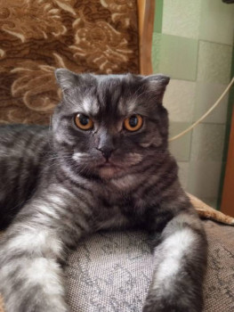 Клуб фелинологов-любителей  - IMG-20241110-WA0007.jpg