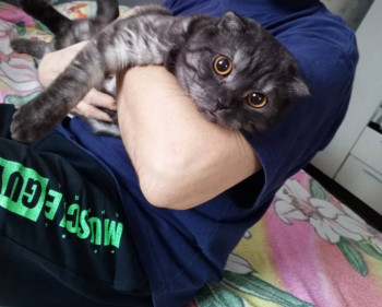 Клуб фелинологов-любителей  - IMG_20241110_213035.jpg