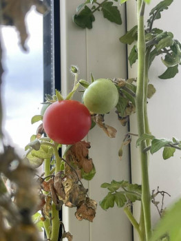 Огород на подоконнике - IMG_8722.jpeg