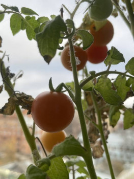 Огород на подоконнике - IMG_8724.jpeg