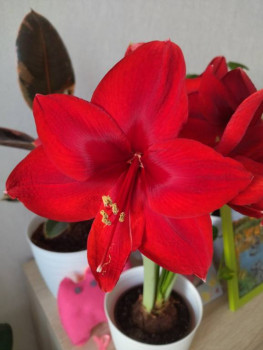 Мои комнатные растения. - IMG_20241206_154259.jpg