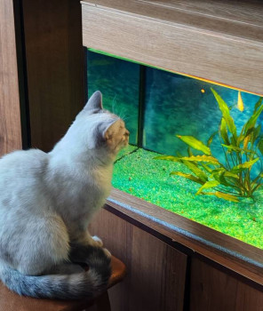 Клуб фелинологов-любителей  - IMG_20241217_005103.jpg