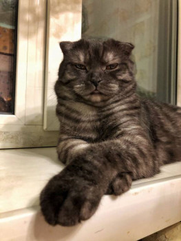 Клуб фелинологов-любителей  - IMG-20241230-WA0002.jpg