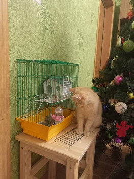 Кого из животных вы содержите? Фото приветствуется. - IMG20241229212409.jpg