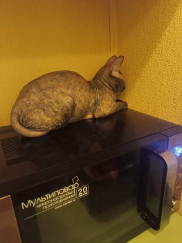 Кого из животных вы содержите? Фото приветствуется. - IMG20241215213909.jpg