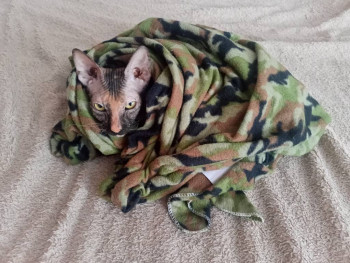 Кого из животных вы содержите? Фото приветствуется. - IMG20241212104909.jpg