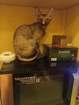 Кого из животных вы содержите? Фото приветствуется. - IMG20241215212920.jpg