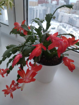 Мои комнатные растения. - IMG_20250112_100029.jpg