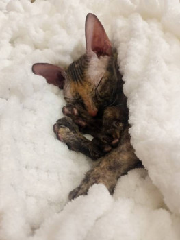 Фотоотчеты и планы Рукодельного марафона - IMG20250114173528.jpg