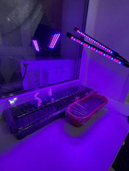 Садово-огородные дела. - IMG_9531.jpeg