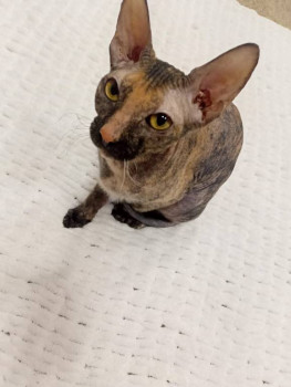 Кого из животных вы содержите? Фото приветствуется. - IMG20250117132353.jpg