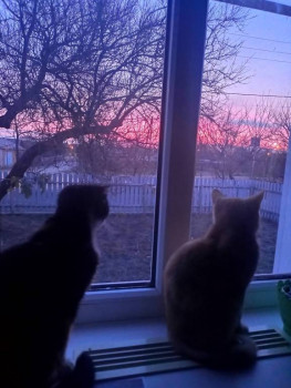 Кого из животных вы содержите? Фото приветствуется. - IMG20250122075247.jpg