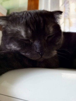 Клуб фелинологов-любителей  - IMG-20250125-WA0006.jpg