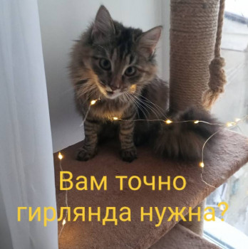 Клуб фелинологов-любителей  - 1739721600527.jpg