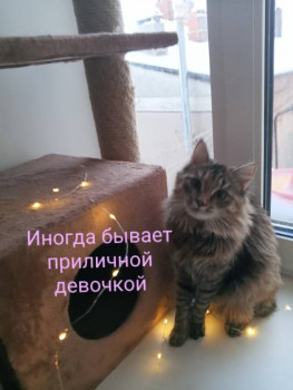 Клуб фелинологов-любителей  - 1739722038514.jpg