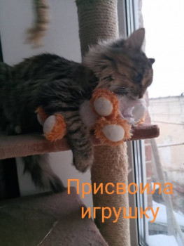 Клуб фелинологов-любителей  - 1739721938971.jpg