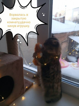 Клуб фелинологов-любителей  - 1739722344578.jpg