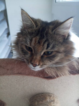 Клуб фелинологов-любителей  - IMG_20250216_180436_710.jpg