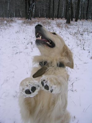 Кого из животных вы содержите? Фото приветствуется. - DSCN2477.JPG