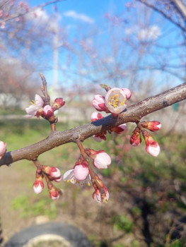 Поговорим о погоде - IMG20250404135842.jpg