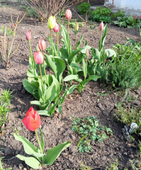 Доброго утра Хорошего дня Спокойной ночи  - 1744266154671.jpg